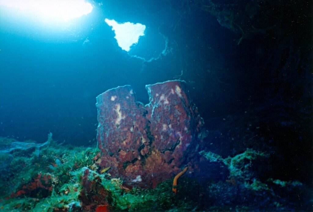 Esponja barril rojiza iluminada desde arriba con abertura natural del arrecife Santa Rosa al fondo.