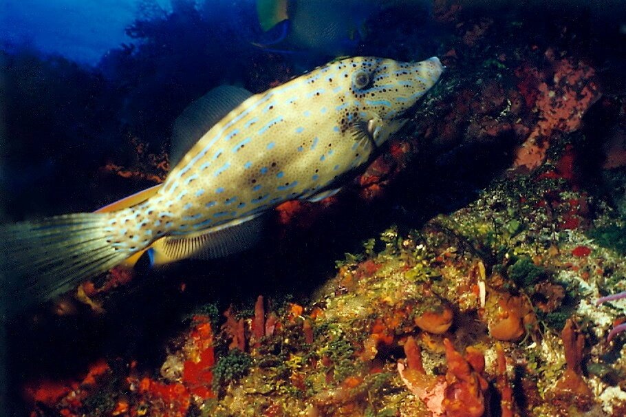 Pez lija moteado nadando sobre el arrecife rocoso de Santa Rosa, Cozumel.
