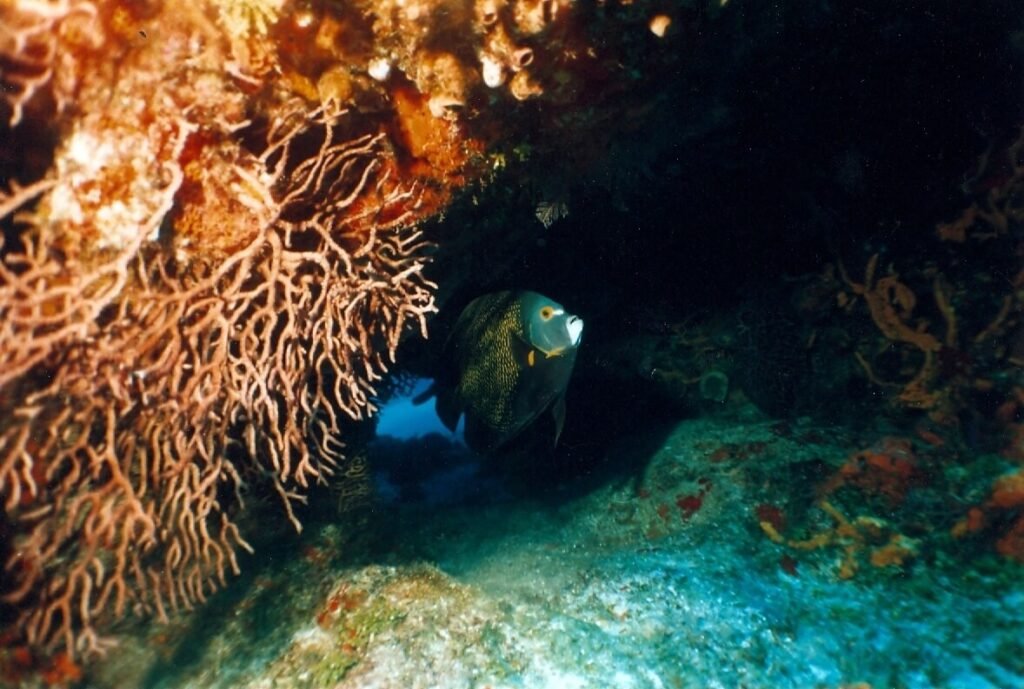 Pez ángel resguardado bajo una cornisa coralina en el arrecife Santa Rosa.
