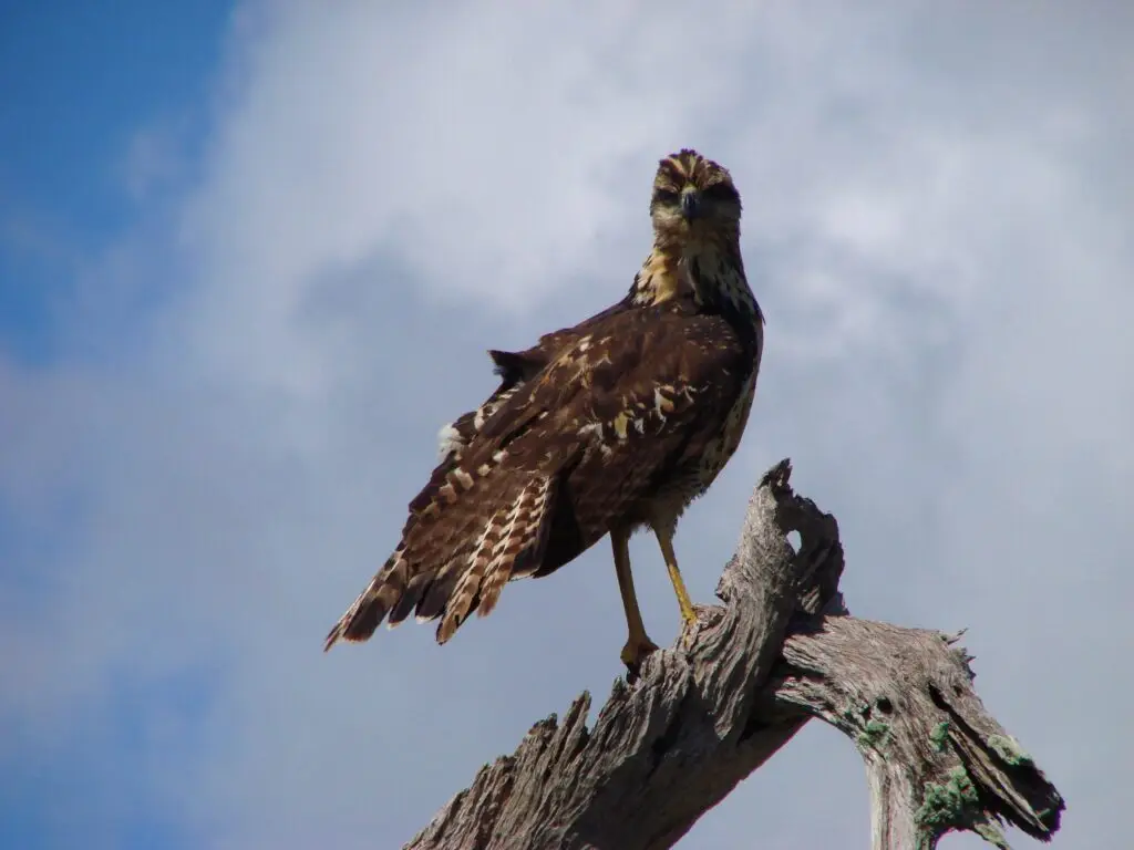 Ave rapaz posada sobre una rama seca en la Reserva de la Biosfera Sian Ka’an.