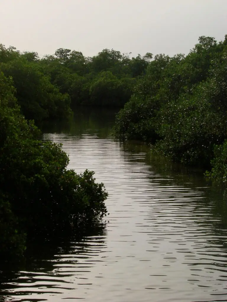 Canal estrecho de manglar en Sian Ka’an, rodeado de vegetación densa y agua en calma.