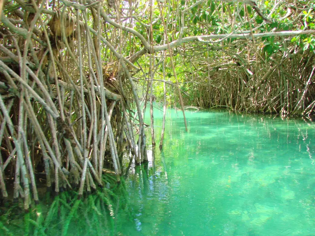 Canal de agua cristalina entre manglares en Sian Ka’an, con raíces sumergidas visibles bajo la superficie.