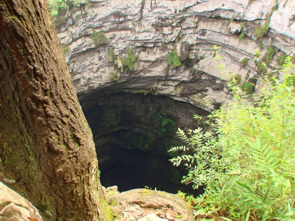 Árbol en primer plano frente al abismo del Sótano de las Golondrinas, destacando la escala del sitio natural.