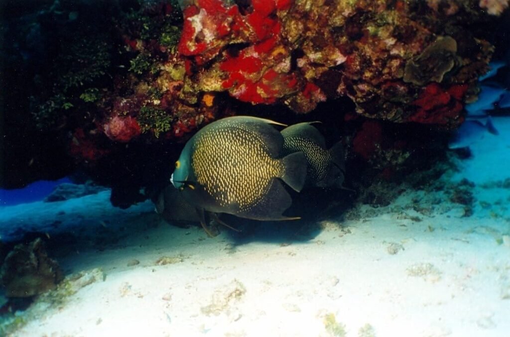 Pareja de peces ángel franceses resguardados bajo una cornisa coralina en el arrecife Tormentos.