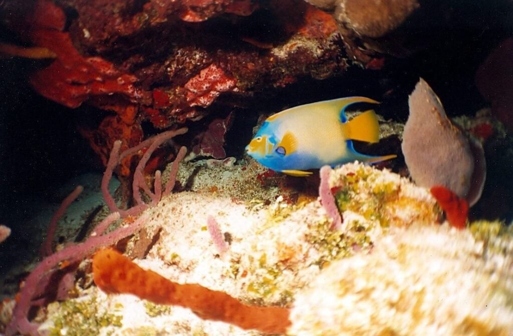Pez ángel reina nadando entre esponjas y corales del arrecife Tormentos, Cozumel.
