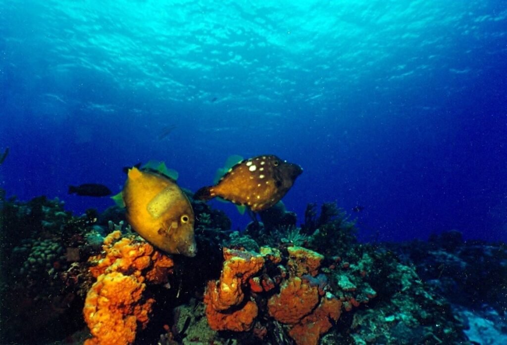Peces lija punteados nadando en conjunto sobre el arrecife Tormentos con el azul profundo al fondo.