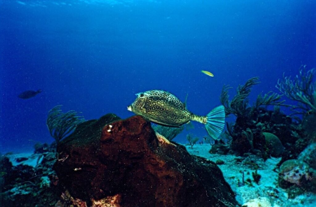 Pez cofre moteado sobre formación coralina en aguas abiertas del arrecife Tormentos.
