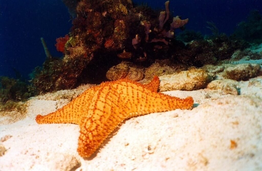 Estrella de mar naranja sobre fondo arenoso y pez piedra del arrecife Tormentos, Cozumel.