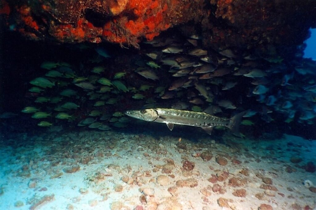 Barracuda juvenil resguardado bajo una saliente rocosa, rodeado por pequeños peces en el arrecife La Bandera.